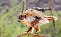 Ferruginous Hawk