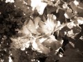 Hollyhock