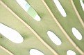 PHIPPS02262012-LNT-328
