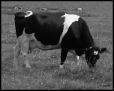 Mvc-612fram bw