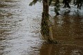 Macquarie River 040312 0135 pm 001
