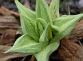 Primula sp. (1)