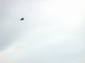 Hawk