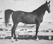 *BINT MAISA EL SAGHIRA++ #23220Ý 1958 bay mare (Nazeer x Maisa, by Shahloul) Bred by the EAO. Imported to USA 1962 by Douglas B. Marshall, Gleannloch Farms, Texas.