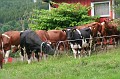 Cows