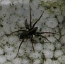 Pardosa saltans