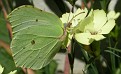 Gonepteryx rhamni - Sitronsommerfugl