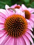 Purple Coneflower