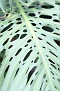 PHIPPS02262012-LNT-334