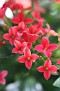 PHIPPS02262012-LNT-340