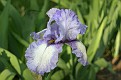 Iris #27