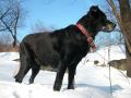Barney Feb 9 2003