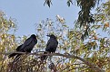 Chihuahuan Raven