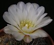 G. chubutense