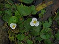 Floating Heart (Nymphoides aquatica)