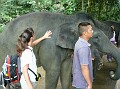 Shelly Petting Elephant