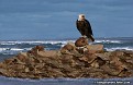 Eagle At The Ocean