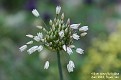 Allium convallarioides