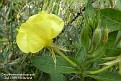 Oenothera erythrosepala