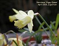 Narcissus 'Gipsy Queen'