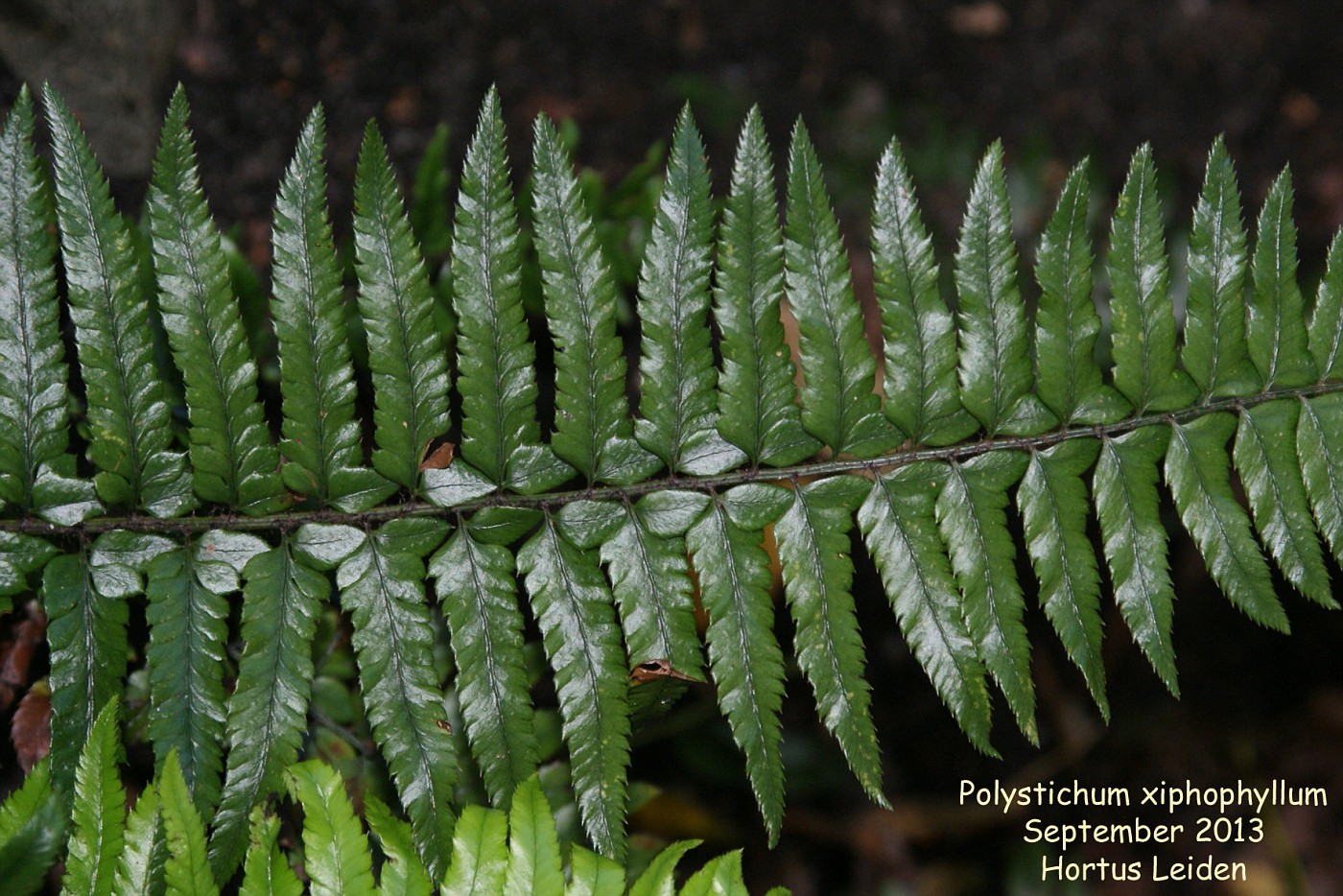 Polystichum xiphophyllum