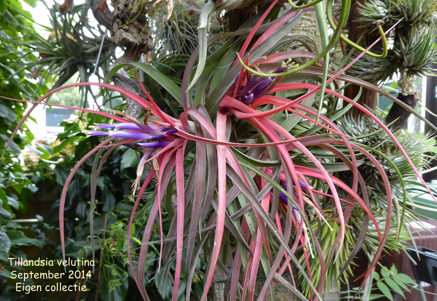 Tillandsia Velutina