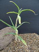 Aloe acutossoma v. itmpolensis it.