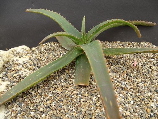 Aloe bichlohii