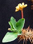 Euphorbia didieroides