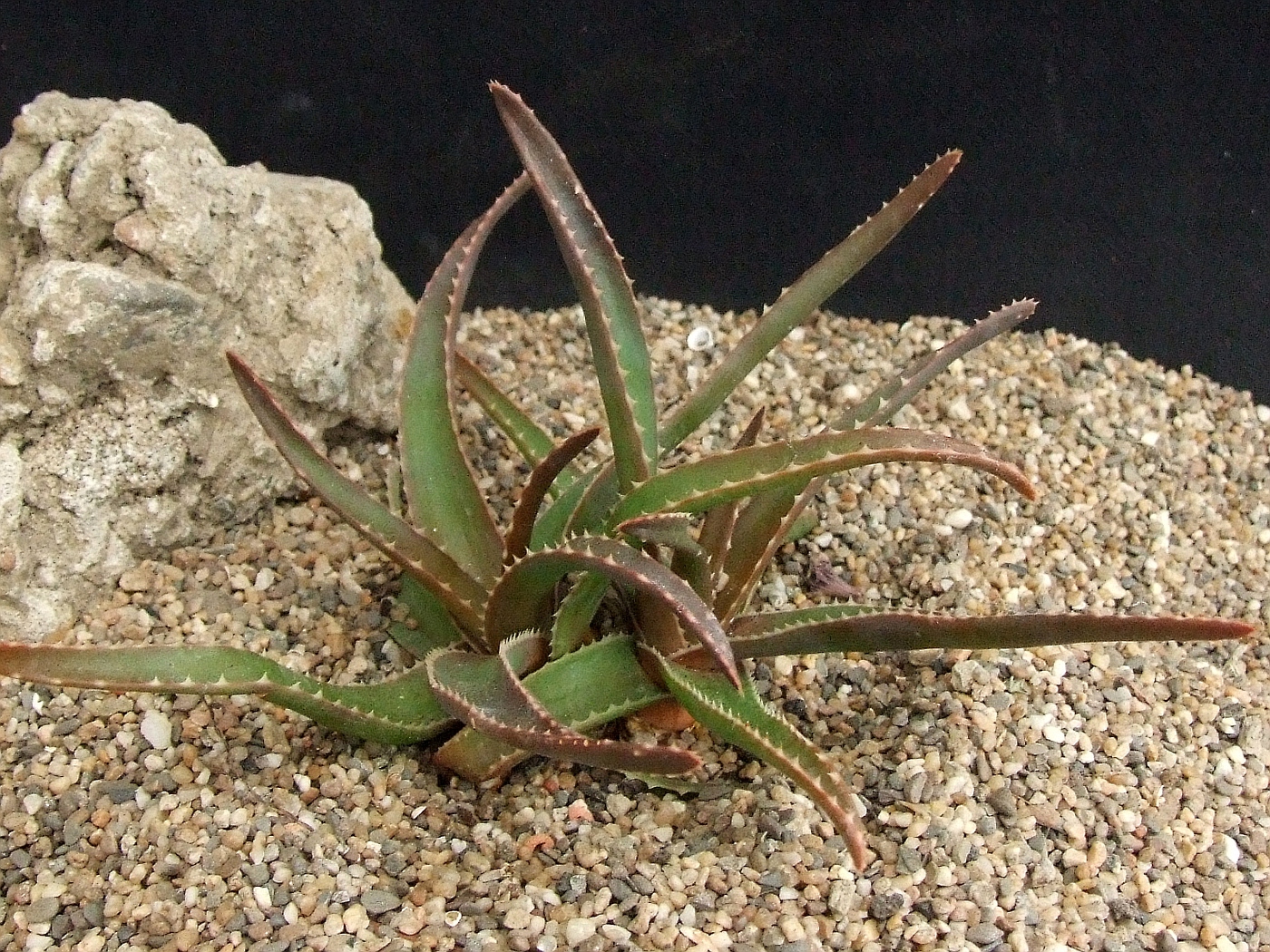 Aloe Leandri
