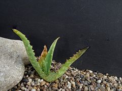 Aloe Torroroana