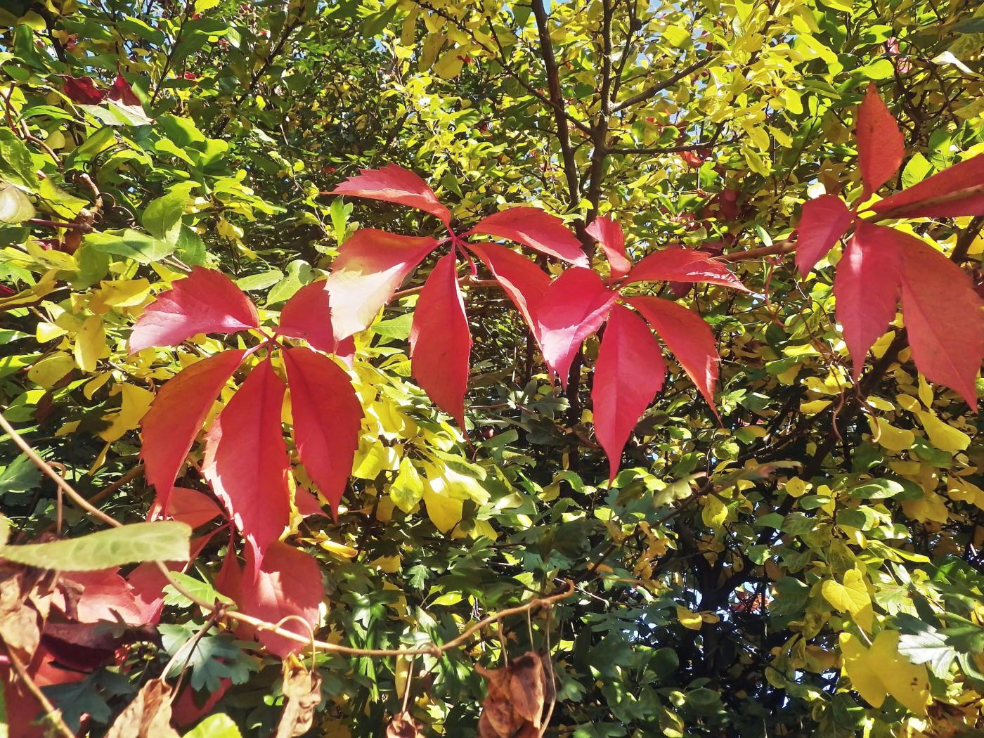 Bunter Herbst