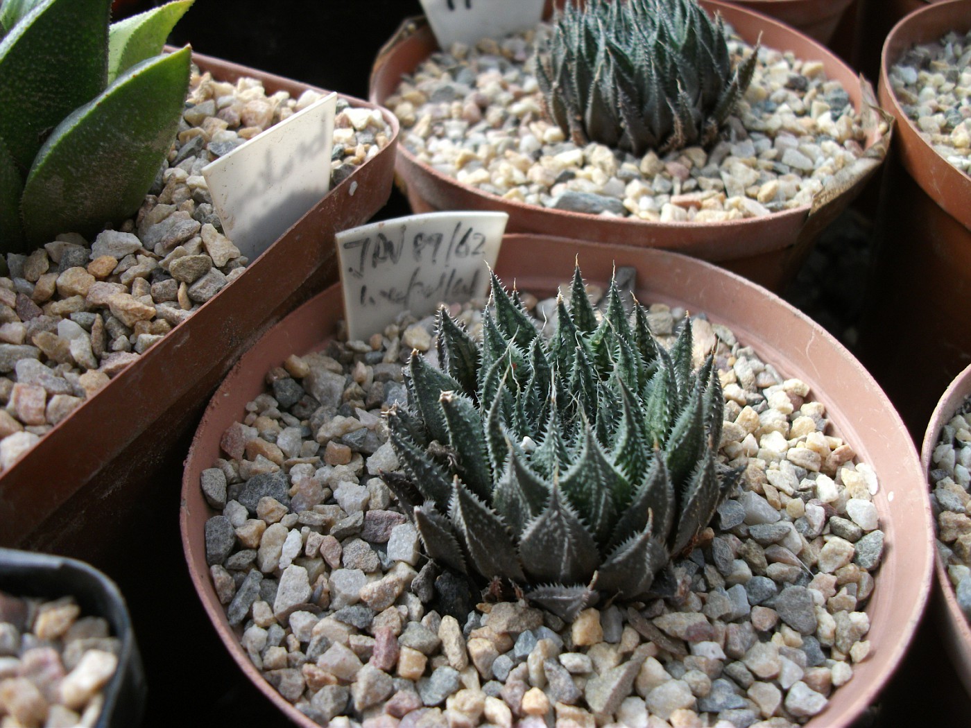 Haworthia Collection Album Fyntwa Fotki Com Photo And Video Sharing Made Easy
