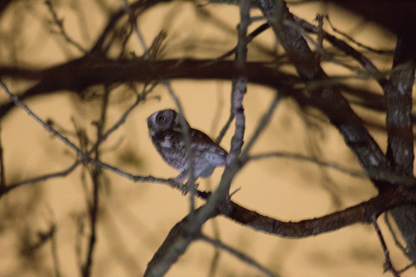 Photo IMG 3943 2017 Backyard Birds Houston album Tgs498 Fotki