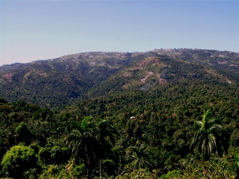 Photo Pic059 Haiti, Grande Anse Abricots DameMarie Jéremie