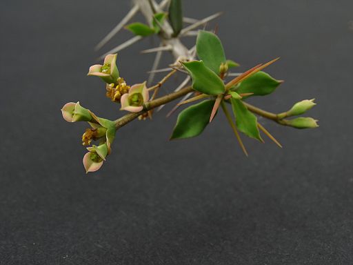 Euphorbia guilemetii