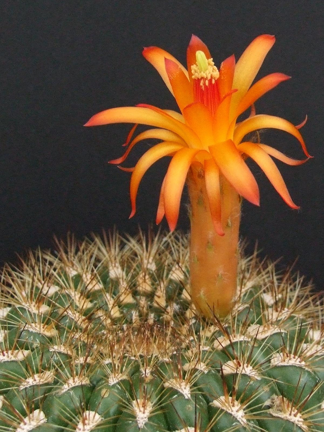 Photo Subnatucana aurantiaca Cactus Bol Cacti. album Cok
