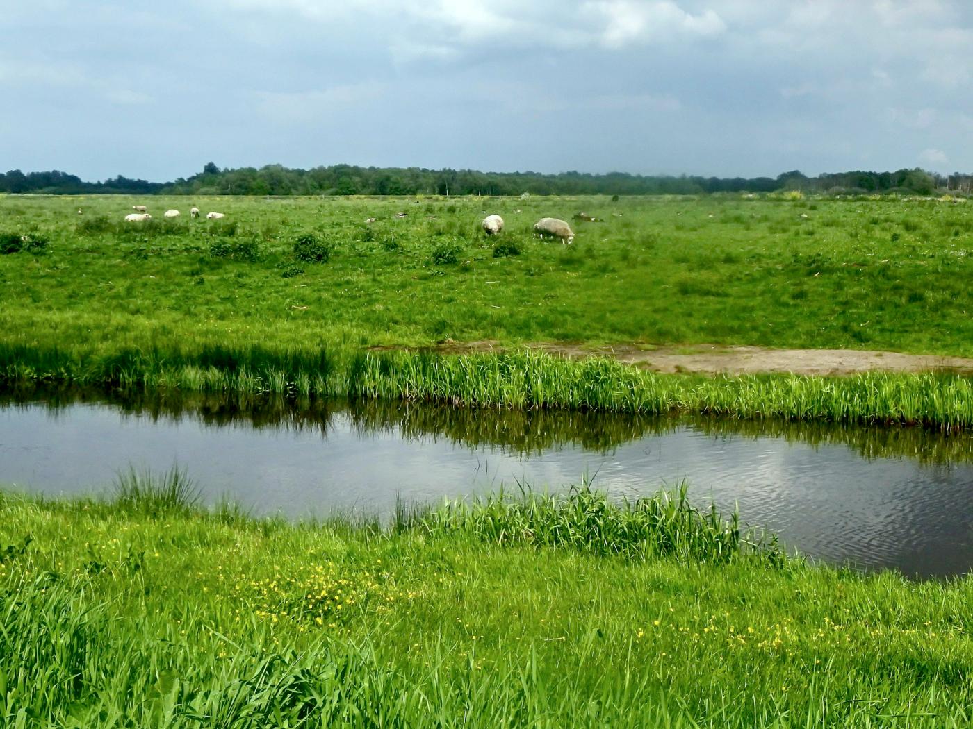 De Weerribben