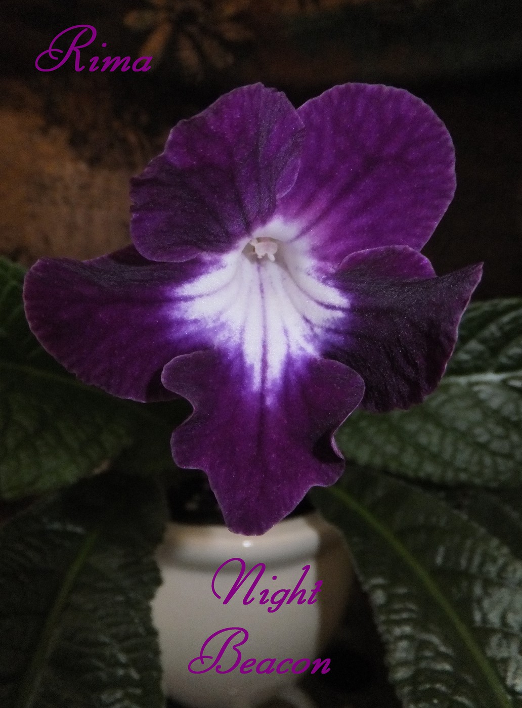 DSCF9282-vi.jpg