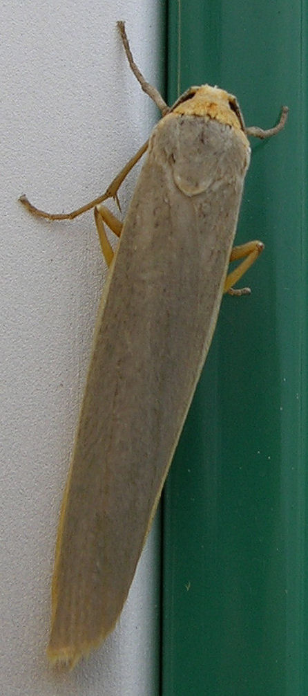 September072007_Image01_Moth-vi.jpg