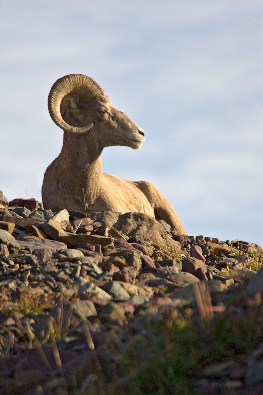 bighorn ram 7975