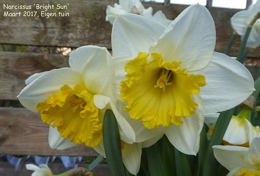 Narcissus 'Bright Sun'