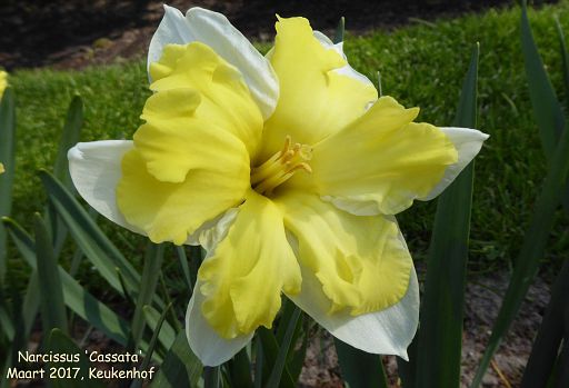 Narcissus 'Cassata'