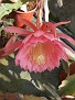 Epiphyllum American Sweethart CG.656