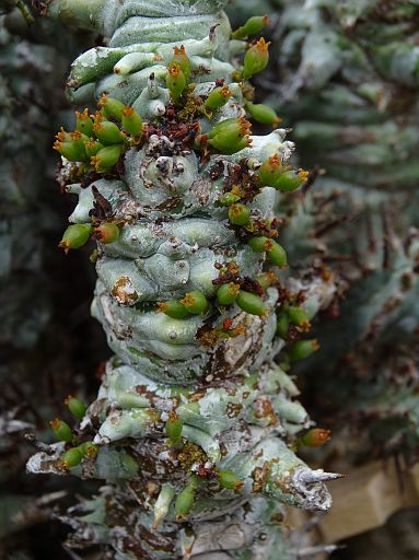 Euphorbia horrida fa. monstruosa
with, Viscum minimum seeds comming in