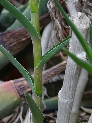 Aloe tenuior