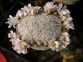 Mammillaria sanchez-mejoradae fa. Cristata