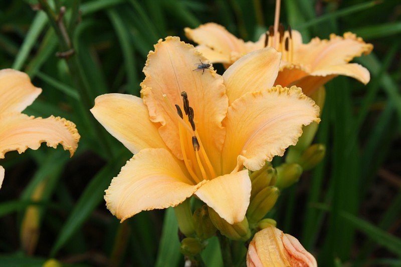 lulus darling daylily