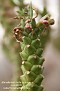 Euphorbia heteropoda