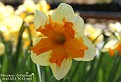 Narcissus 'Centannées'
